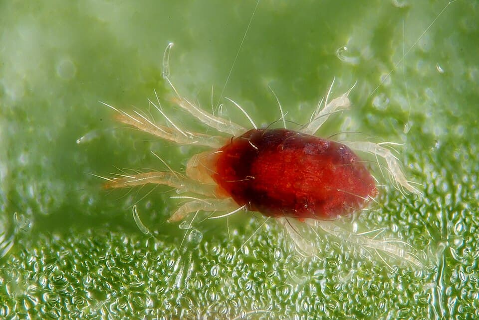Two-spotted spider mites on a leaf showing typical tiny arachnid pest morphology