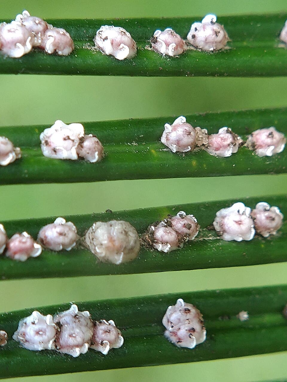 Brown armored scale insects clustered along a woody plant stem